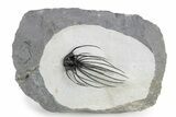 Rare, Spiny Heliopeltis Trilobite - Issoumour, Morocco #299844-3